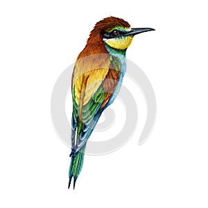 Bee-eater bird watercolor illustration. Hand drawn bright wildlife Europe avian. European bee-eater single element on