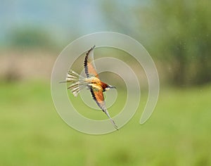 Bee eater birds