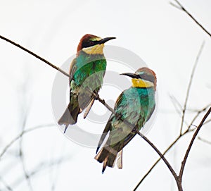 Bee eater birds