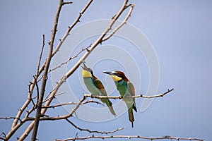 Bee eater birds in various postures