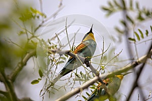 Bee eater birds in various postures