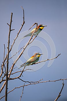 Bee eater birds in various postures