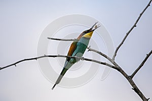 Bee eater birds in various postures
