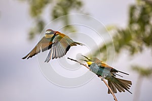 Bee eater birds in various postures