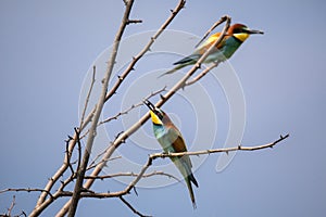 Bee eater birds in various postures