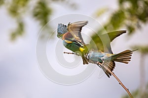Bee eater birds in various postures