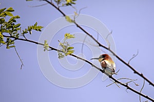 Bee eater birds in various postures