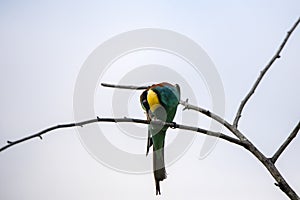 Bee eater birds in various postures