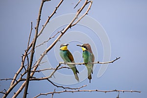 Bee eater birds in various postures