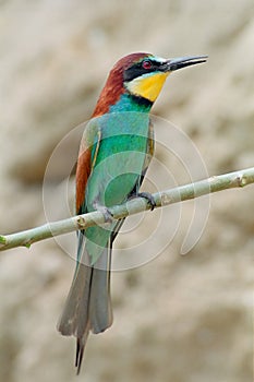 Bee-eater on a branch