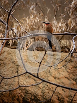 Bee-eater on a Branch: A Magnificent Bird in its Habitat