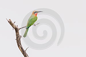 Bee-eater on branch sideview