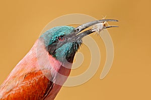 Bee-eater with catch in the bill. Portrait of pink Northern Carmine Bee-eater, Botswana. Detail portrait of heed pink bird. Wildli