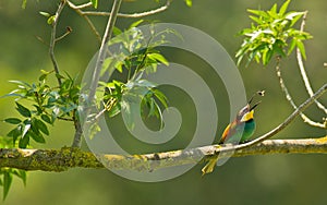 Bee-eater catching insect