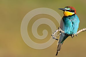 Bee Eater