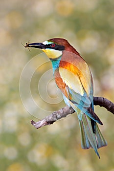 Bee-eater of colors of the rainbow