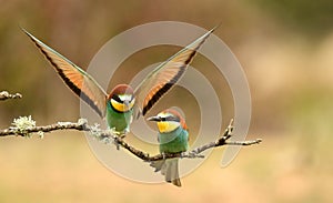 Bee-eater comes to the innkeeper