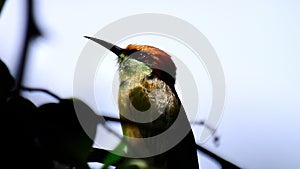 Bee eater in contemplation