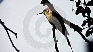 Bee eater in contemplation