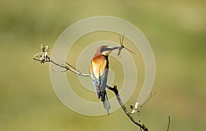 Bee-eater with dragonfly