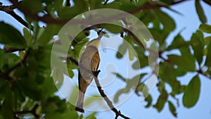 Bee-eater eating a dragonfly