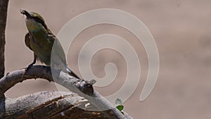 Bee-eater eating a inscet photo