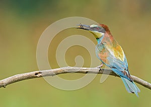 Bee-eater eating an insect