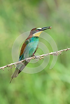 Bee-eater eating an insect