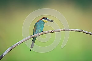Bee-eater eating an insect