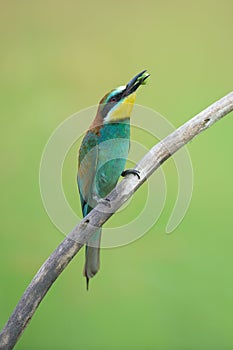 Bee-eater eating an insect