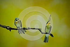 The bee eater is eating insects