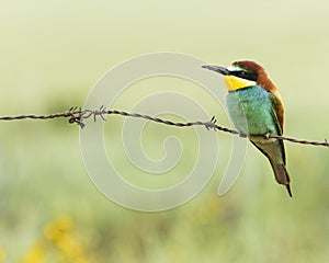 Bee-eater europeo(Merops apiaster) photo