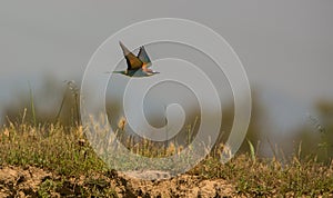 Bee Eater in flight