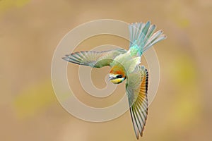 Bee eater flight