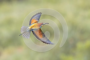 Bee Eater flying on blurred background