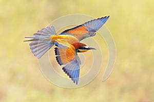 Bee Eater flying on blurred background