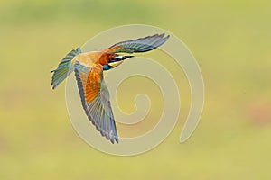 Bee Eater flying on blurred background