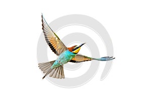 Bee Eater Flying and Isolated on White Background