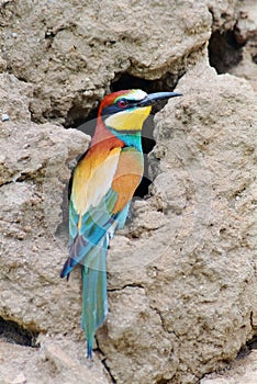 Bee-eater in front of hole