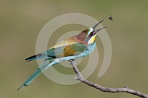 Bee eater fun
