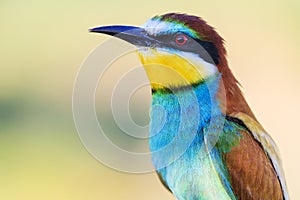 Bee-eater golden close-up portrait