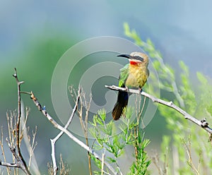 Bee-eater with green background