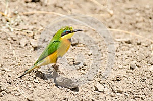 Bee eater on the ground