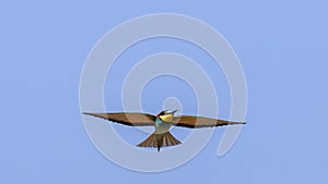 Bee-eater Hovering