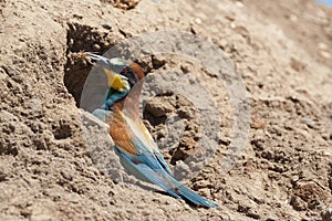 Bee-eater with insect