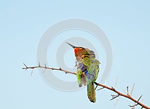 Bee-eater with itch