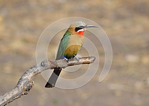 Bee-eater photo