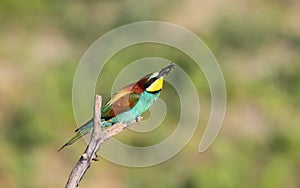 Bee eater lunch
