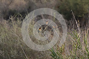 Bee-eater, Meropidae resting in a bush and in flight above a garden in cyprus.