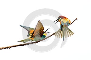 Bee-eater, Merops apiaster